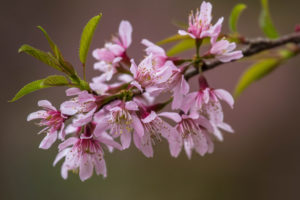 leaves, Branch, Cherry, Pink, Flowers
