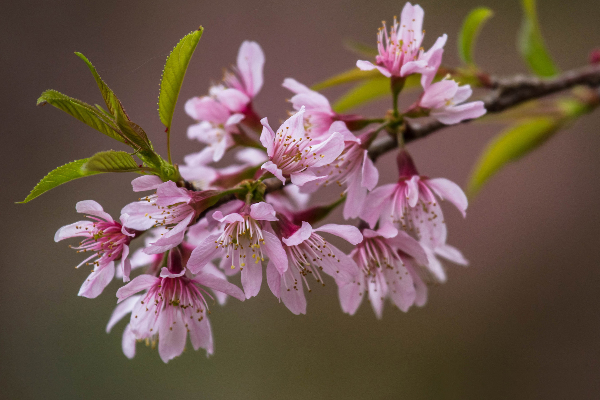 leaves, Branch, Cherry, Pink, Flowers Wallpaper
