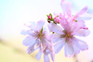 pink, And, White, Background, Bud