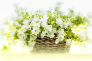 white, Petunias, Flowers, Basket