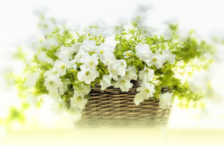 white, Petunias, Flowers, Basket HD Wallpaper Desktop Background