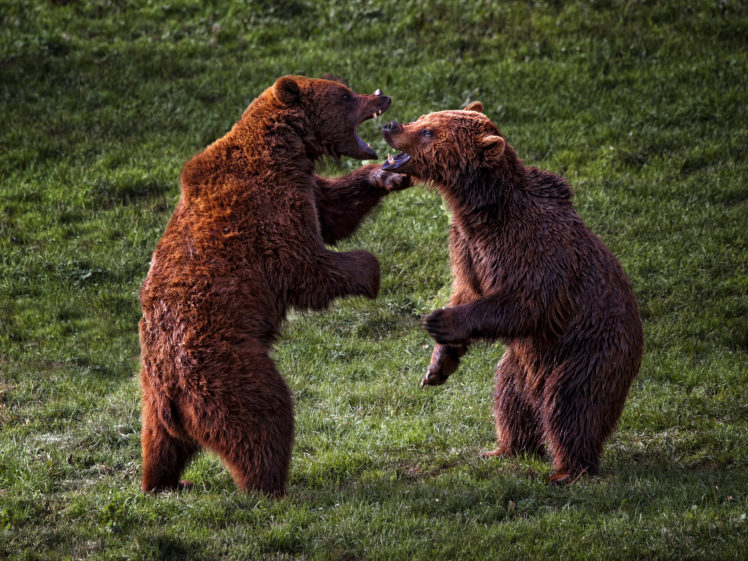 bear, Battle, Predator HD Wallpaper Desktop Background