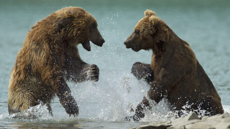 bear, Battle, Predator HD Wallpaper Desktop Background