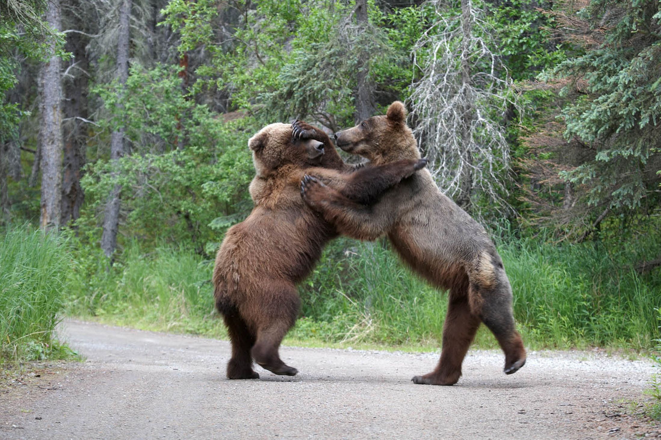 battle bears 1