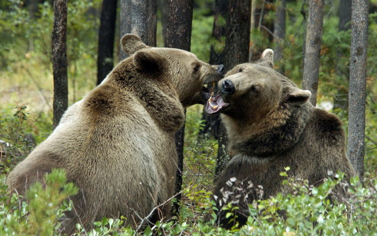 bear, Battle, Predator, Forest HD Wallpaper Desktop Background
