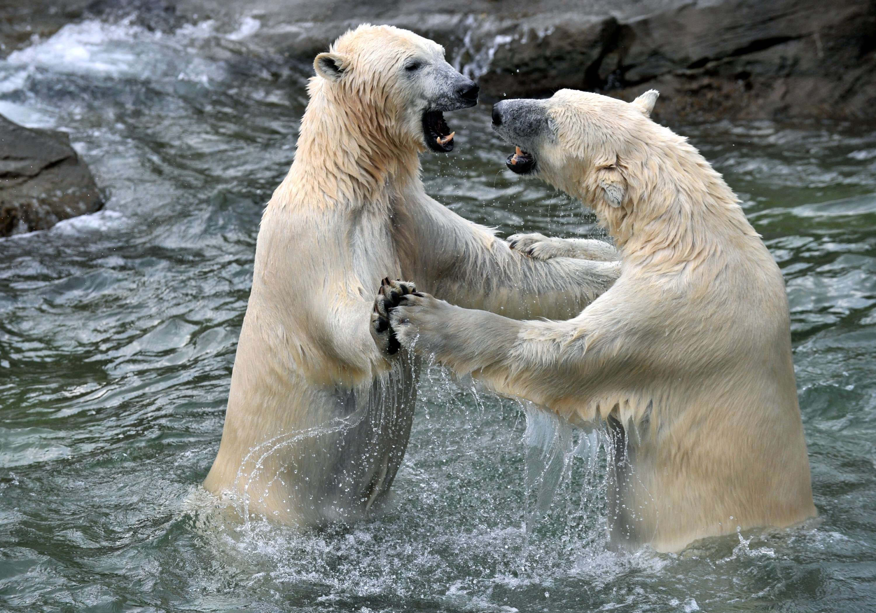 polar bears predators
