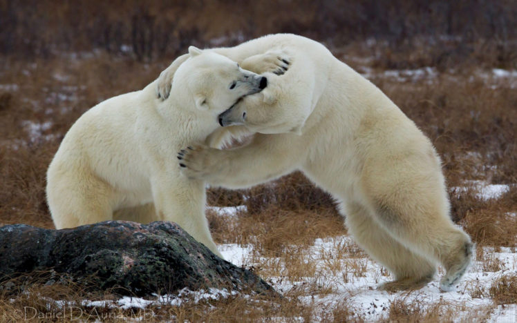 bear, Battle, Predator, Polar HD Wallpaper Desktop Background
