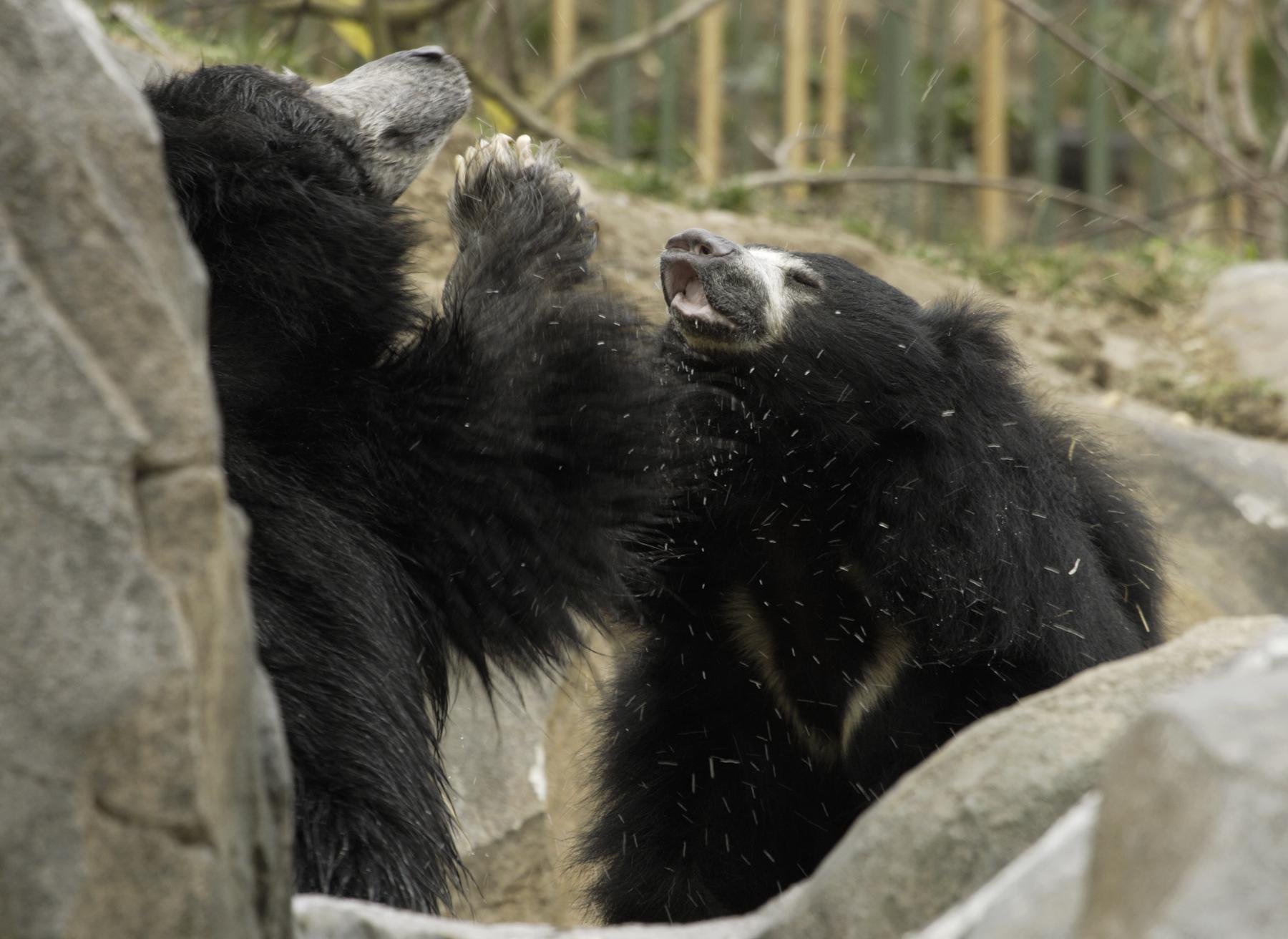 bear, Battle, Predator, Sloth Wallpaper