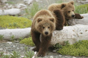 bear, Cubs, Grass, Baby