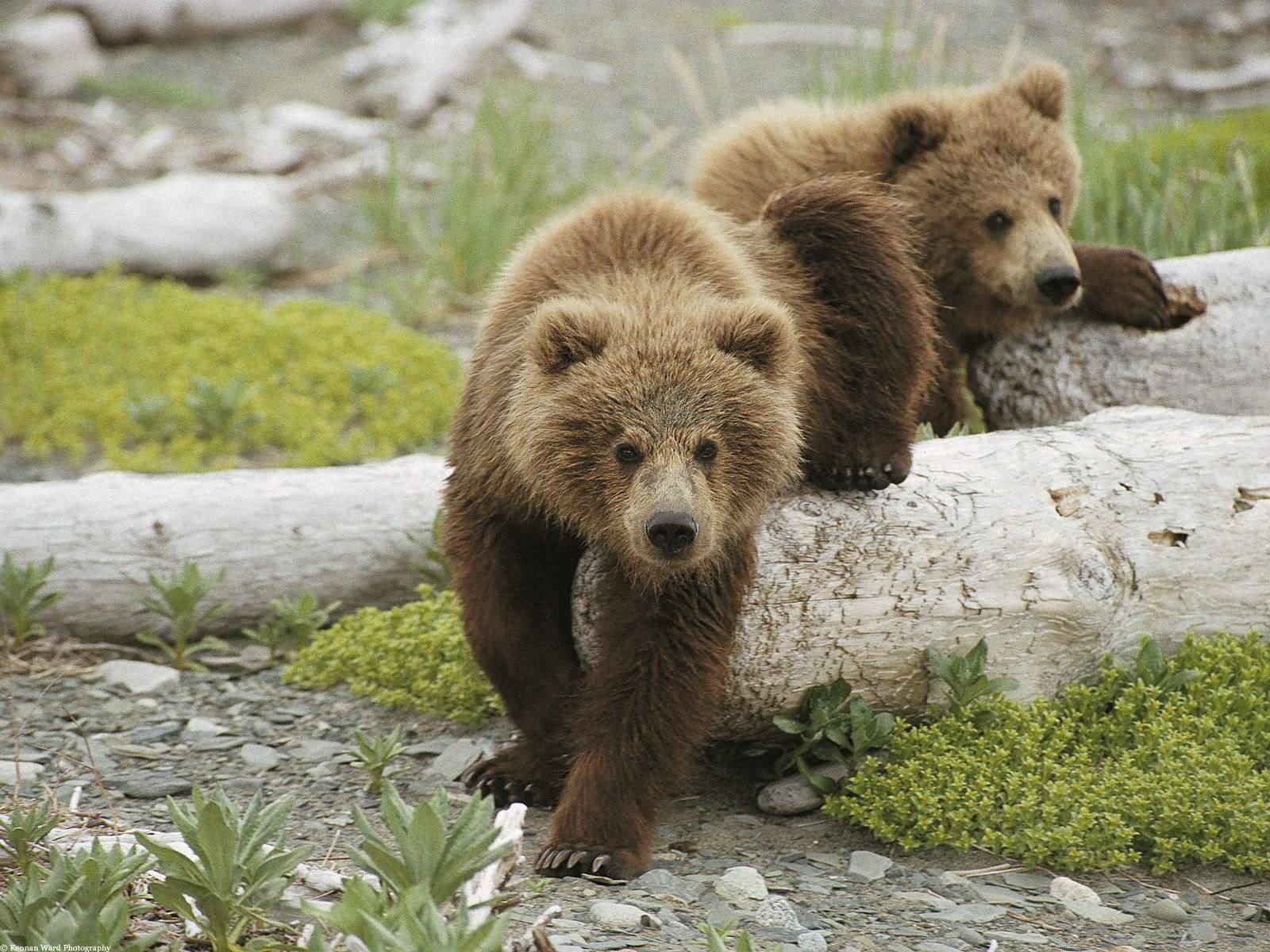 bear, Cubs, Grass, Baby Wallpaper