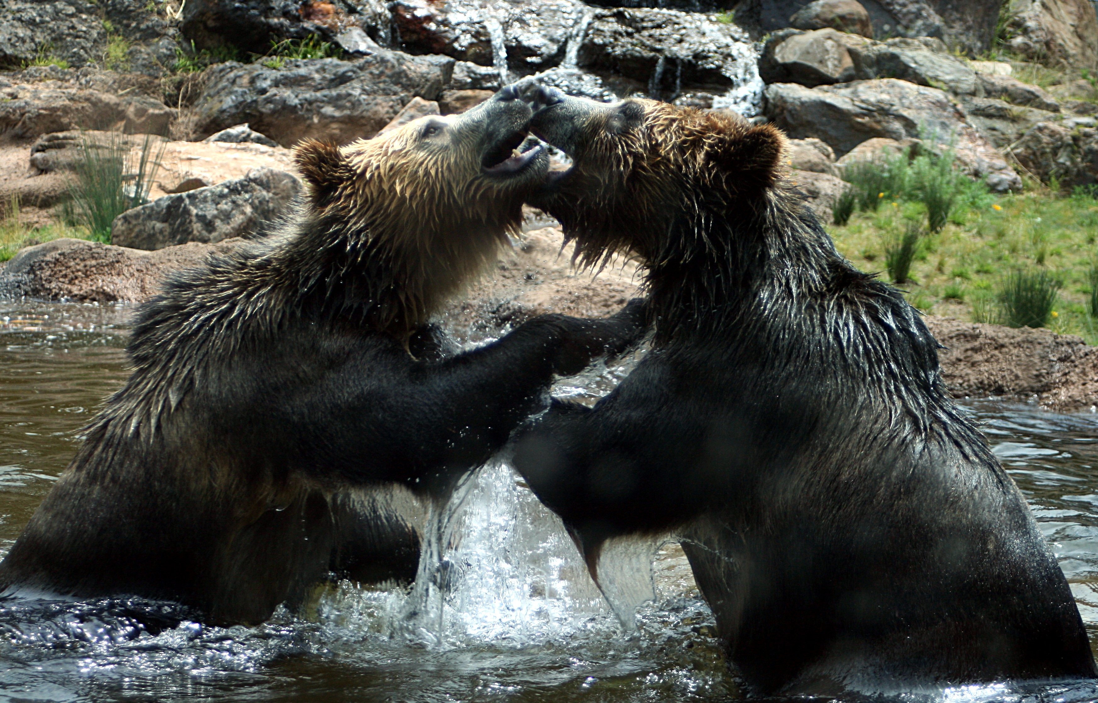 bear, Battle, Predator, River, H, Jpg Wallpaper