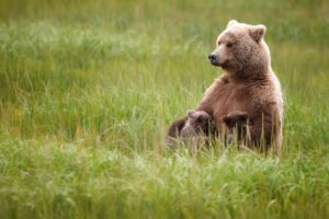 bear, Cubs, Grass, Baby