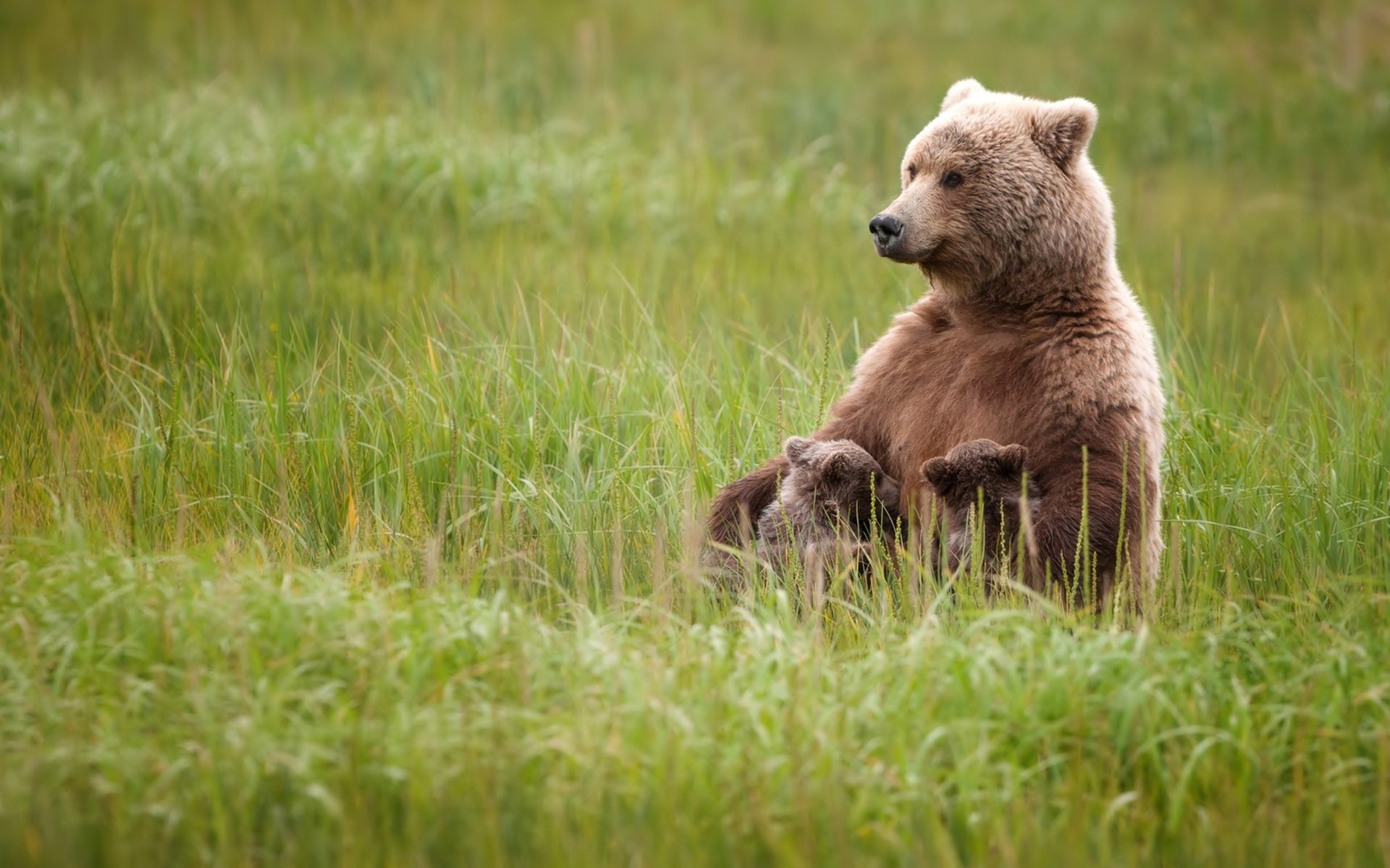bear, Cubs, Grass, Baby Wallpaper