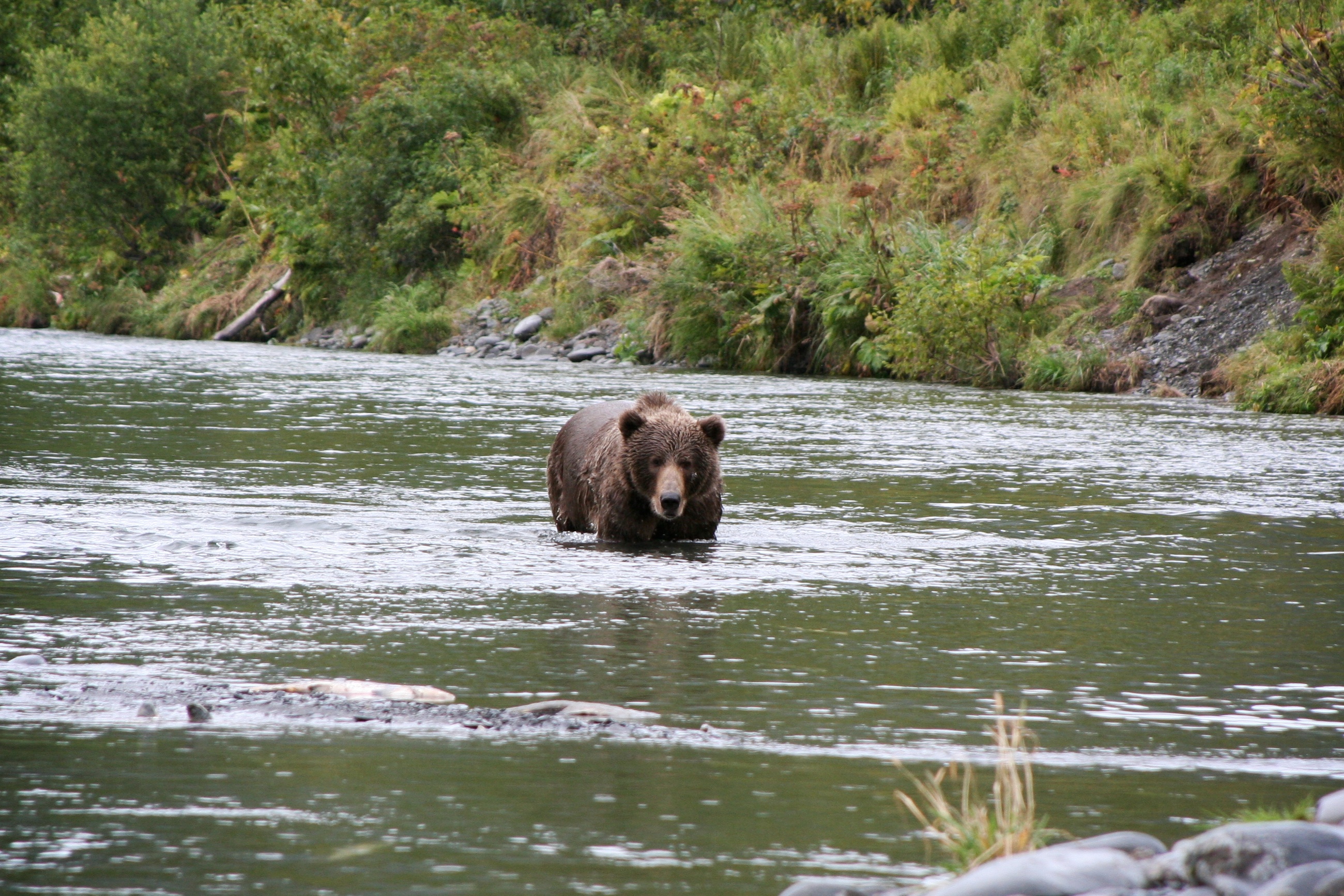 bear, River Wallpaper