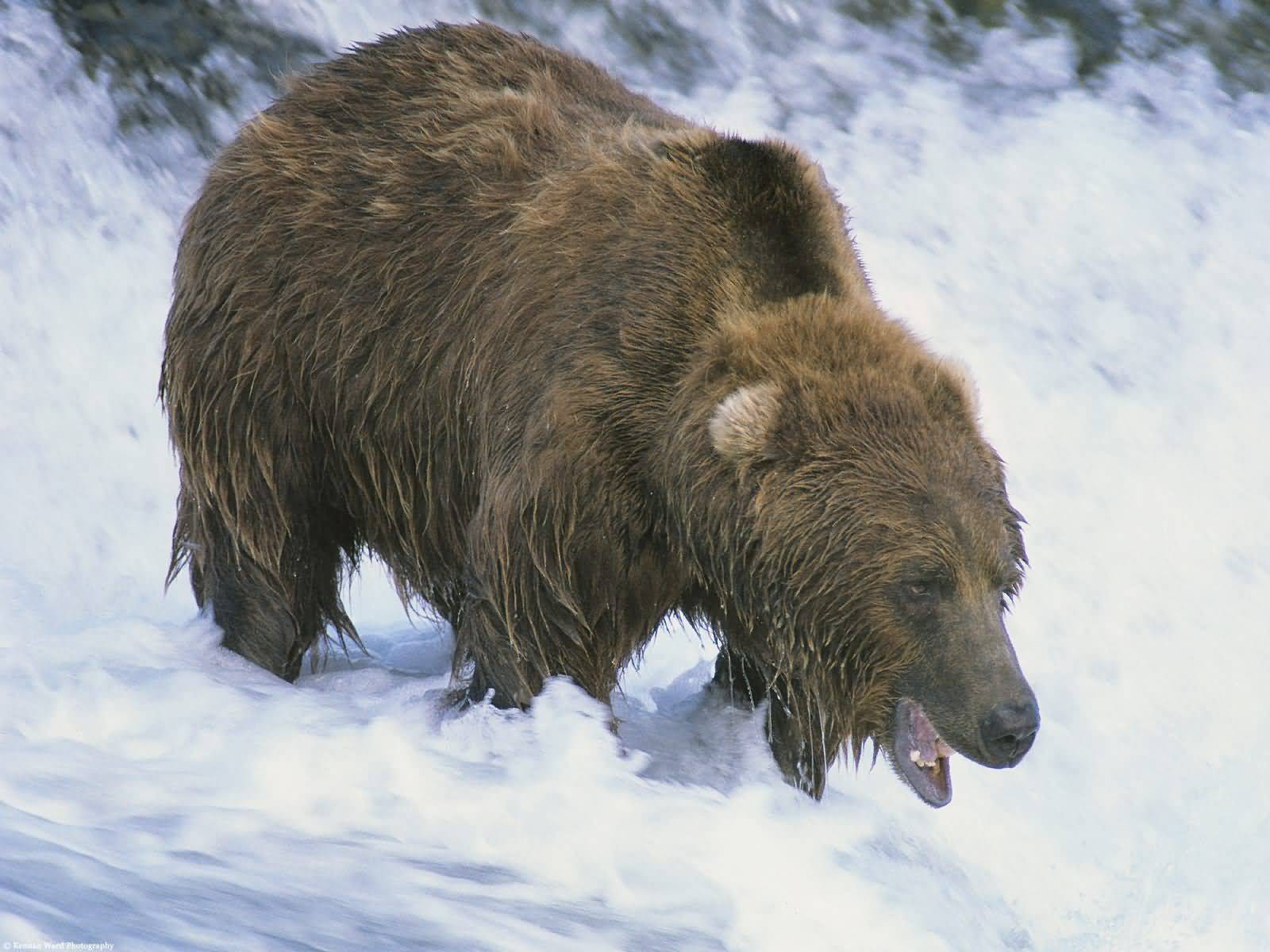 Хвост медведя. Бурый медведь – Ursus arctos l.. Медвежий хвост. Хвостик медведя. Бурый медведь хвост.