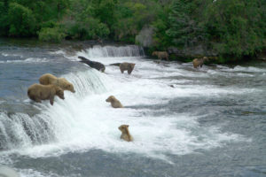 bear, River, Fa