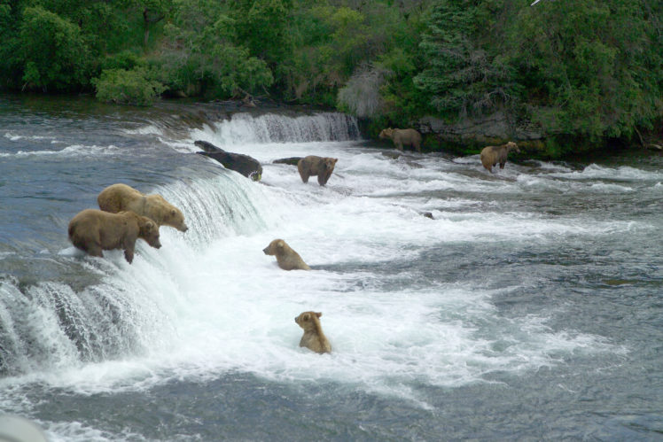 bear, River, Fa HD Wallpaper Desktop Background