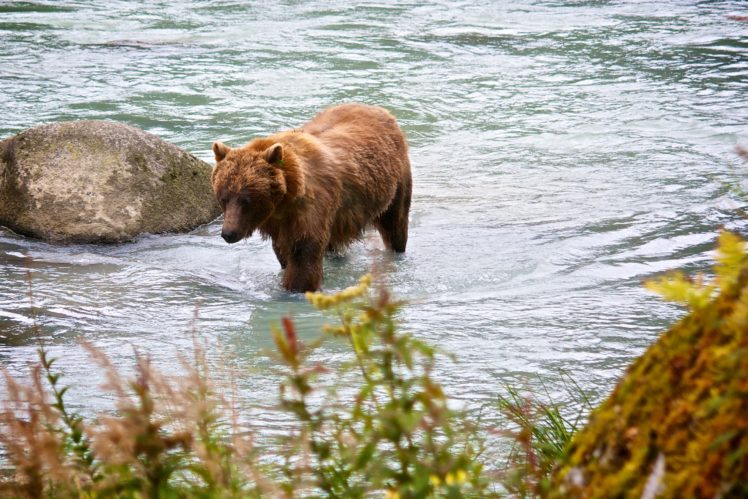 bear, River HD Wallpaper Desktop Background