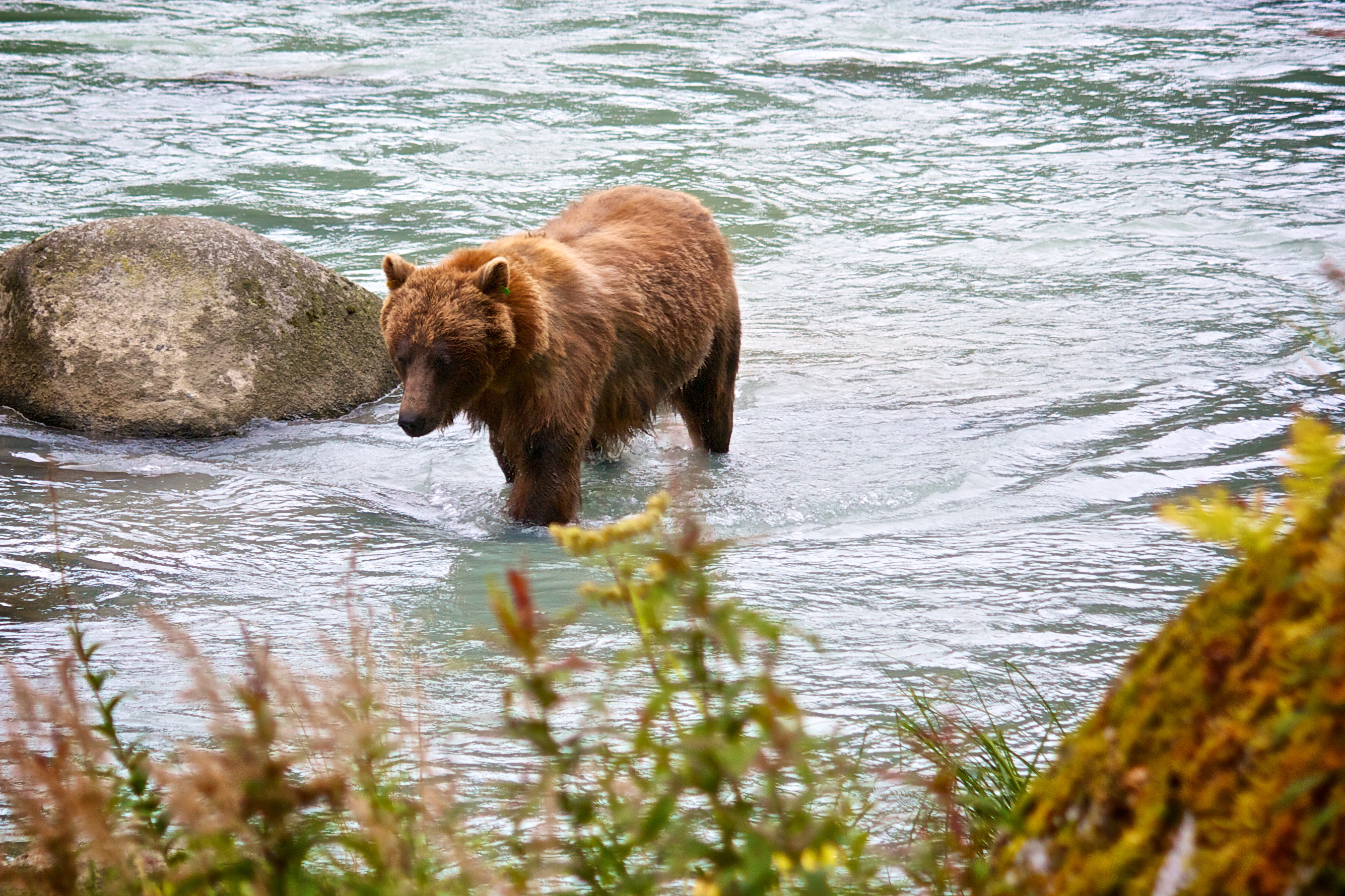 bear, River Wallpaper