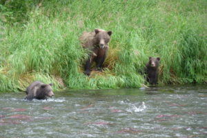 bear, River, Baby, Cub