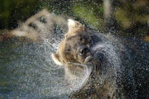bear, River, Drops