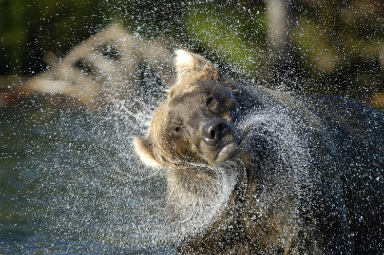 bear, River, Drops HD Wallpaper Desktop Background