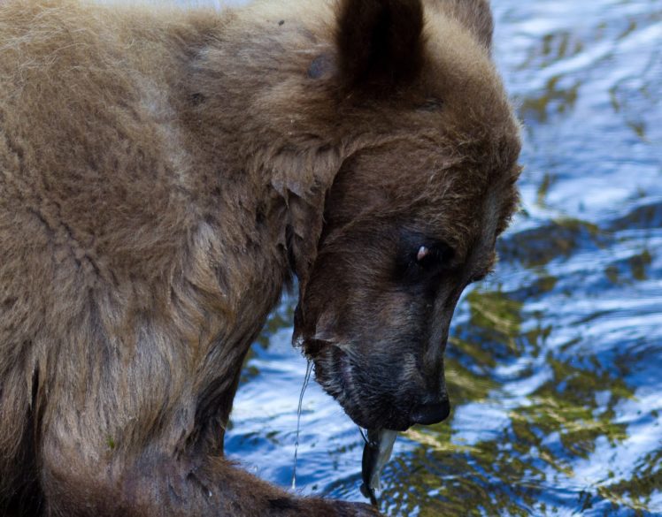 bear, River, Fish HD Wallpaper Desktop Background