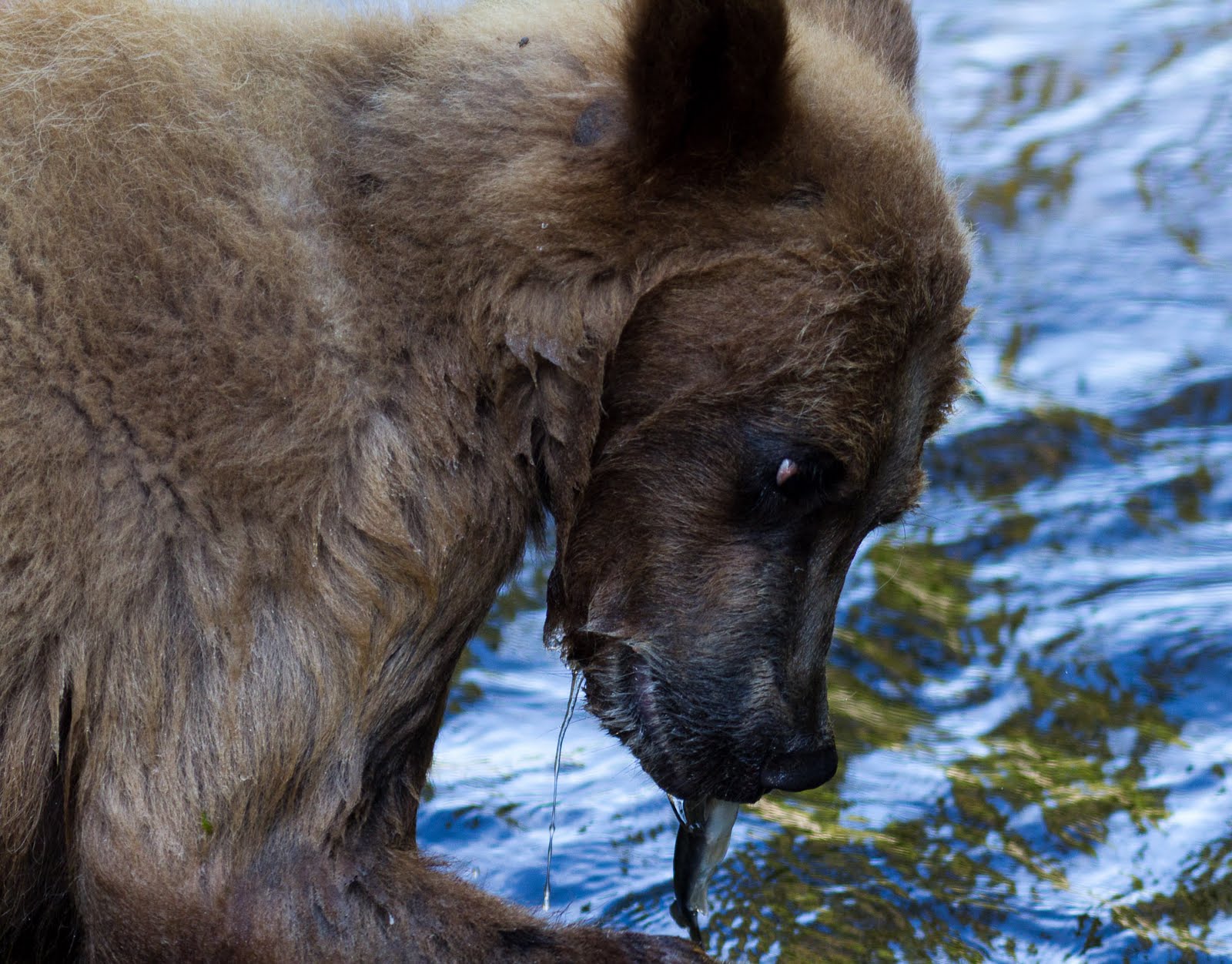 bear, River, Fish Wallpaper