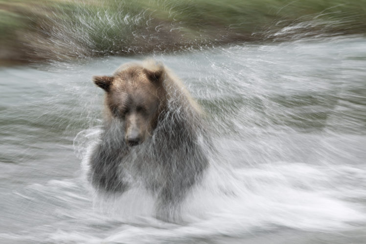 bear, River, Drops HD Wallpaper Desktop Background