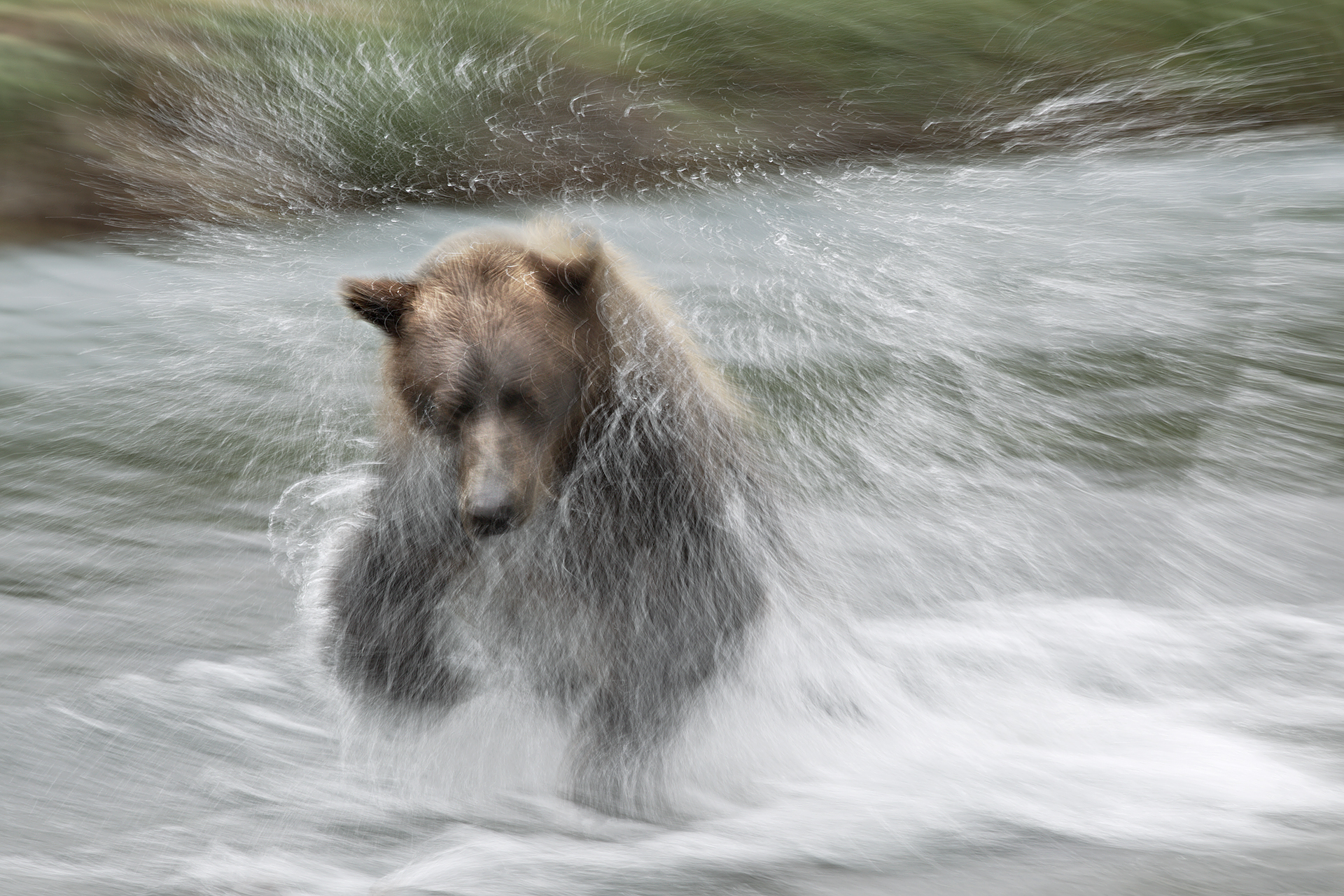bear, River, Drops Wallpaper
