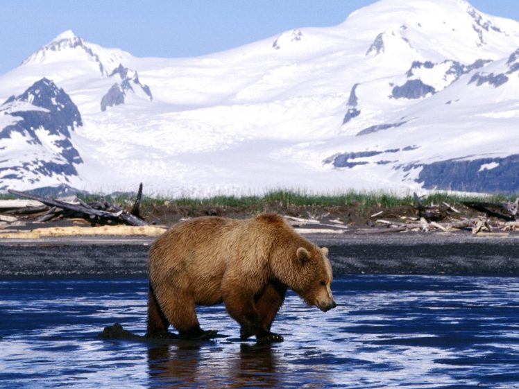bear, River, Mountains HD Wallpaper Desktop Background