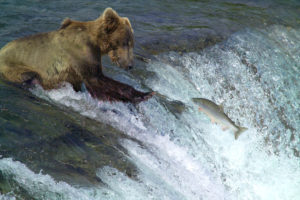 bear, River, Salmon, Fish