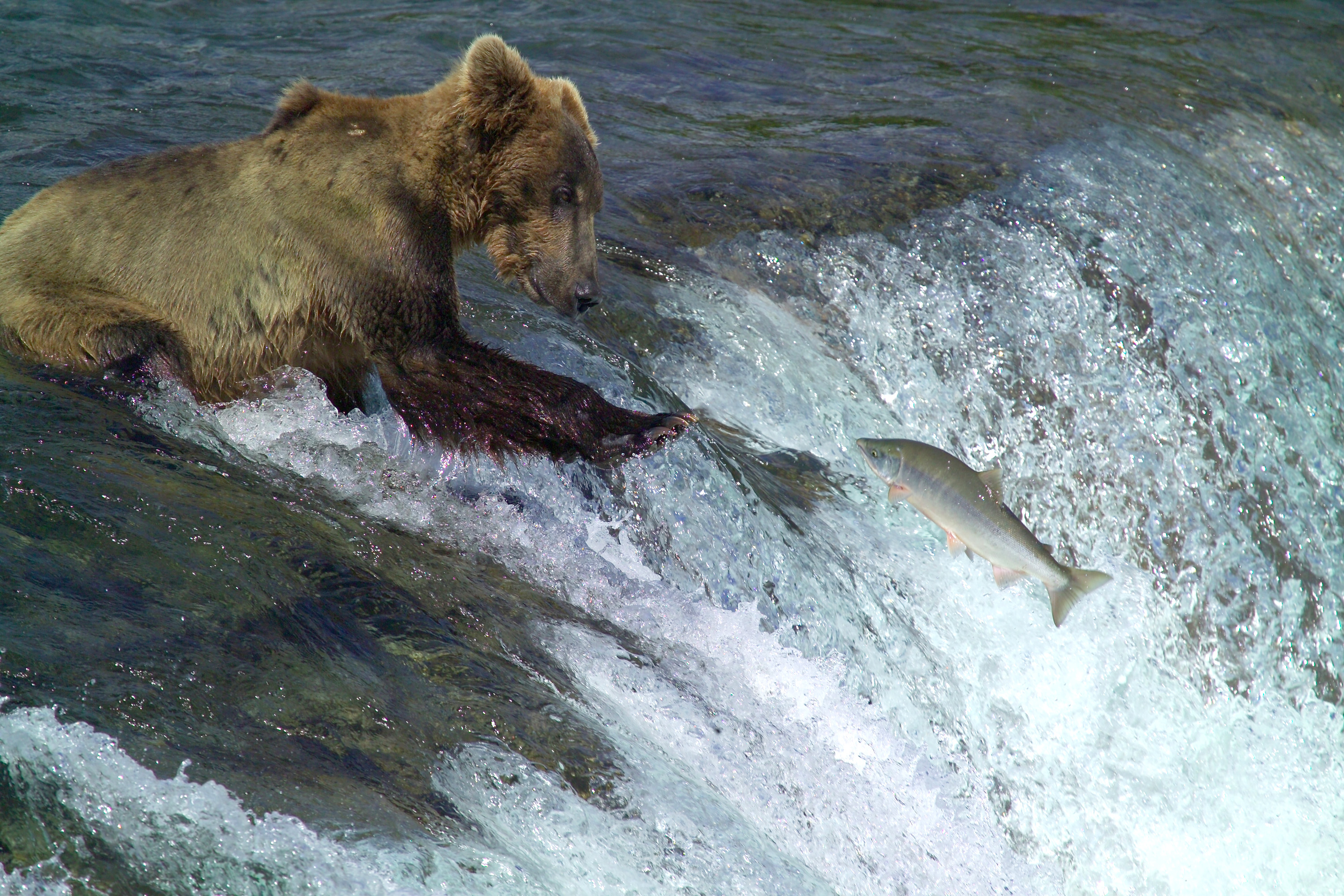 bear, River, Salmon, Fish Wallpaper