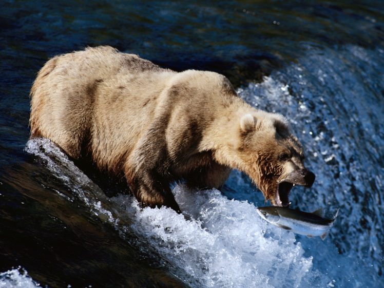 bear, River, Salmon, Fish HD Wallpaper Desktop Background