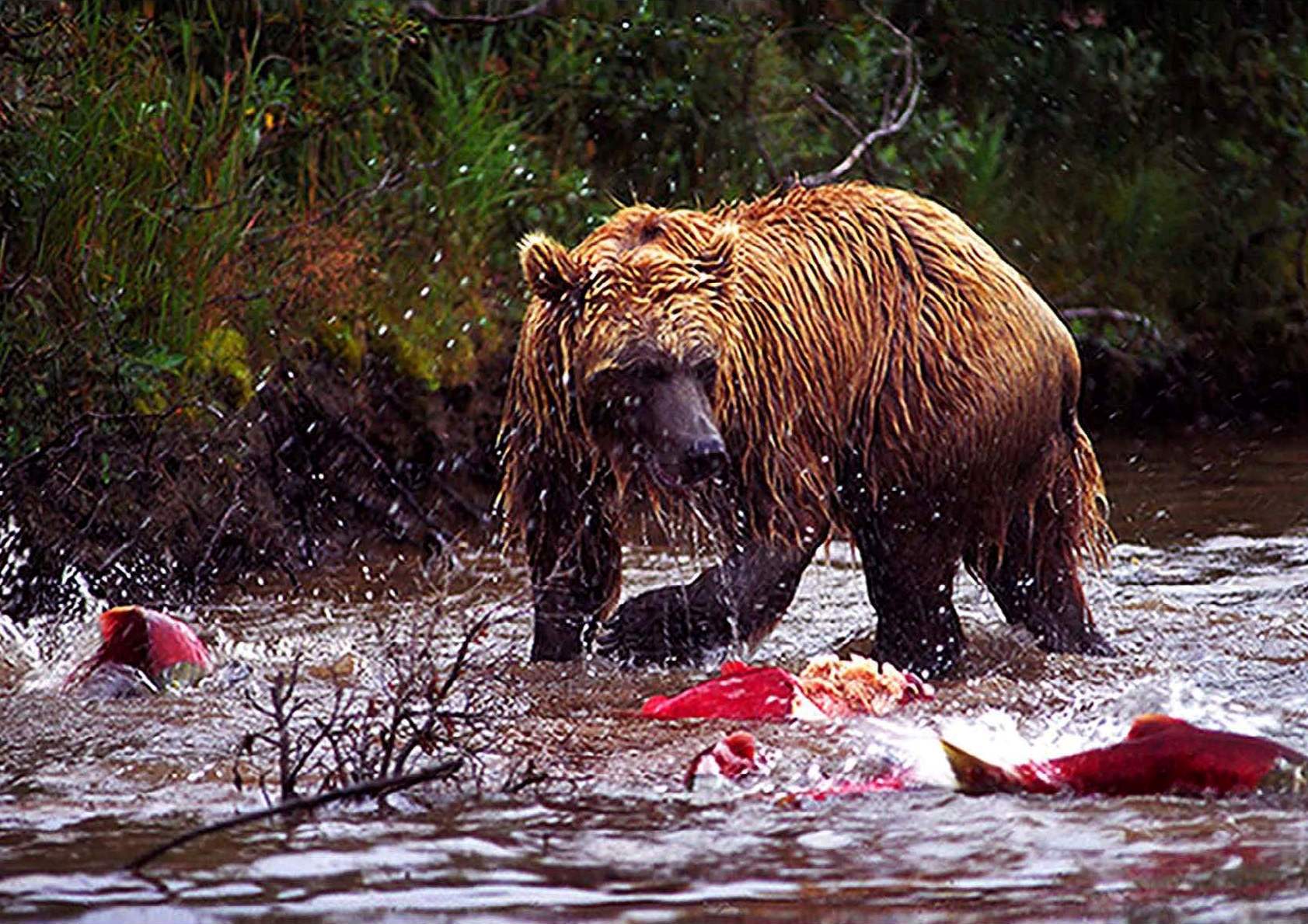 bear, River, Salmon, Fish Wallpaper