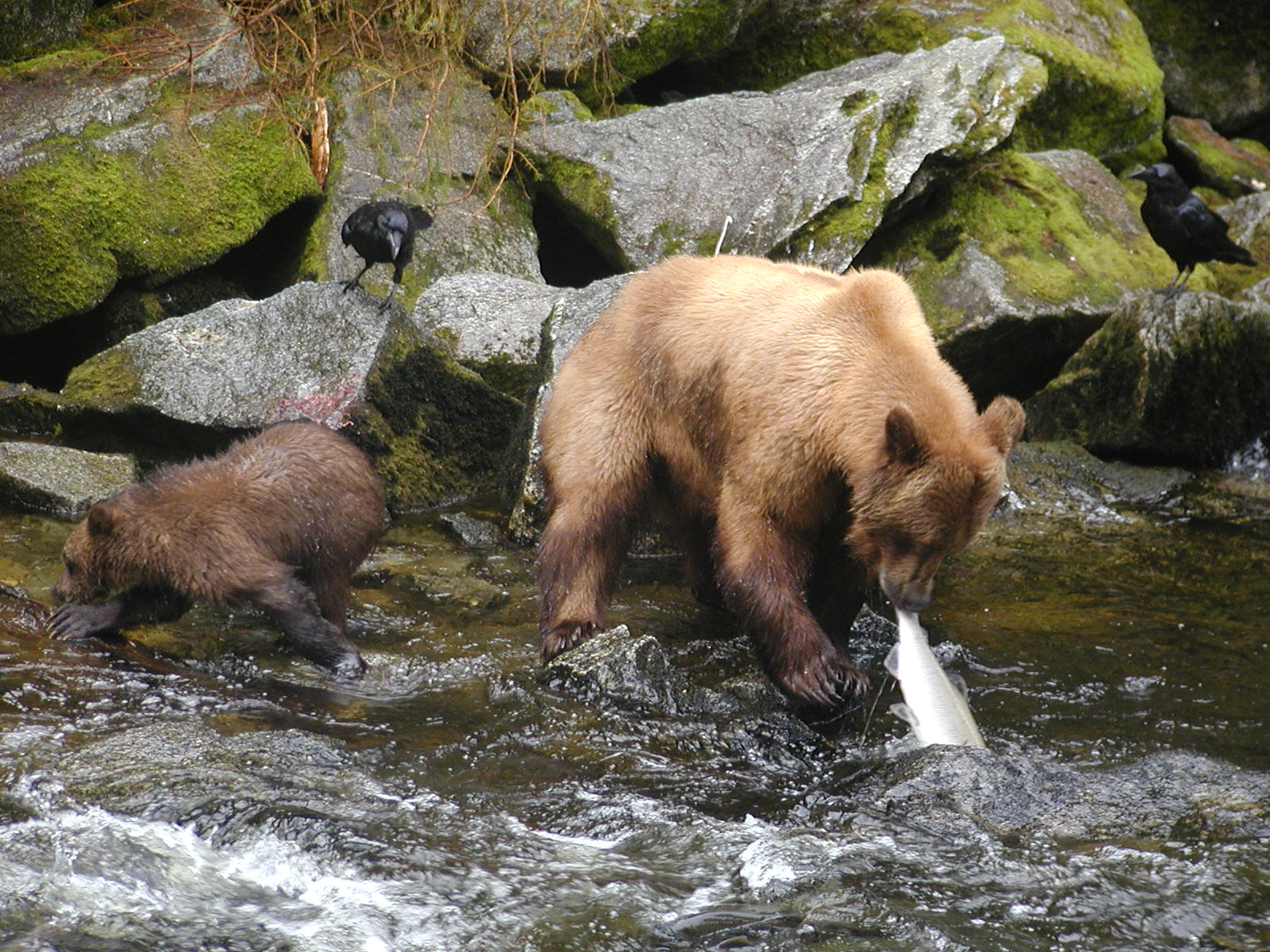 bear, River, Salmon, Fish, Cub, Baby Wallpaper