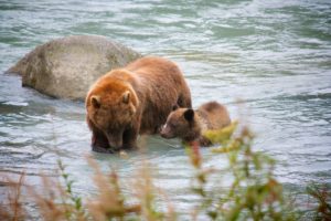 bear, River, Salmon, Fish, Cub, Baby
