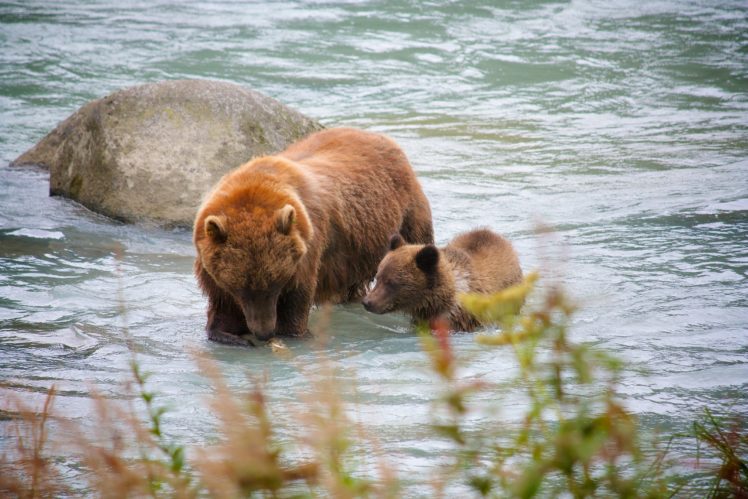 bear, River, Salmon, Fish, Cub, Baby HD Wallpaper Desktop Background