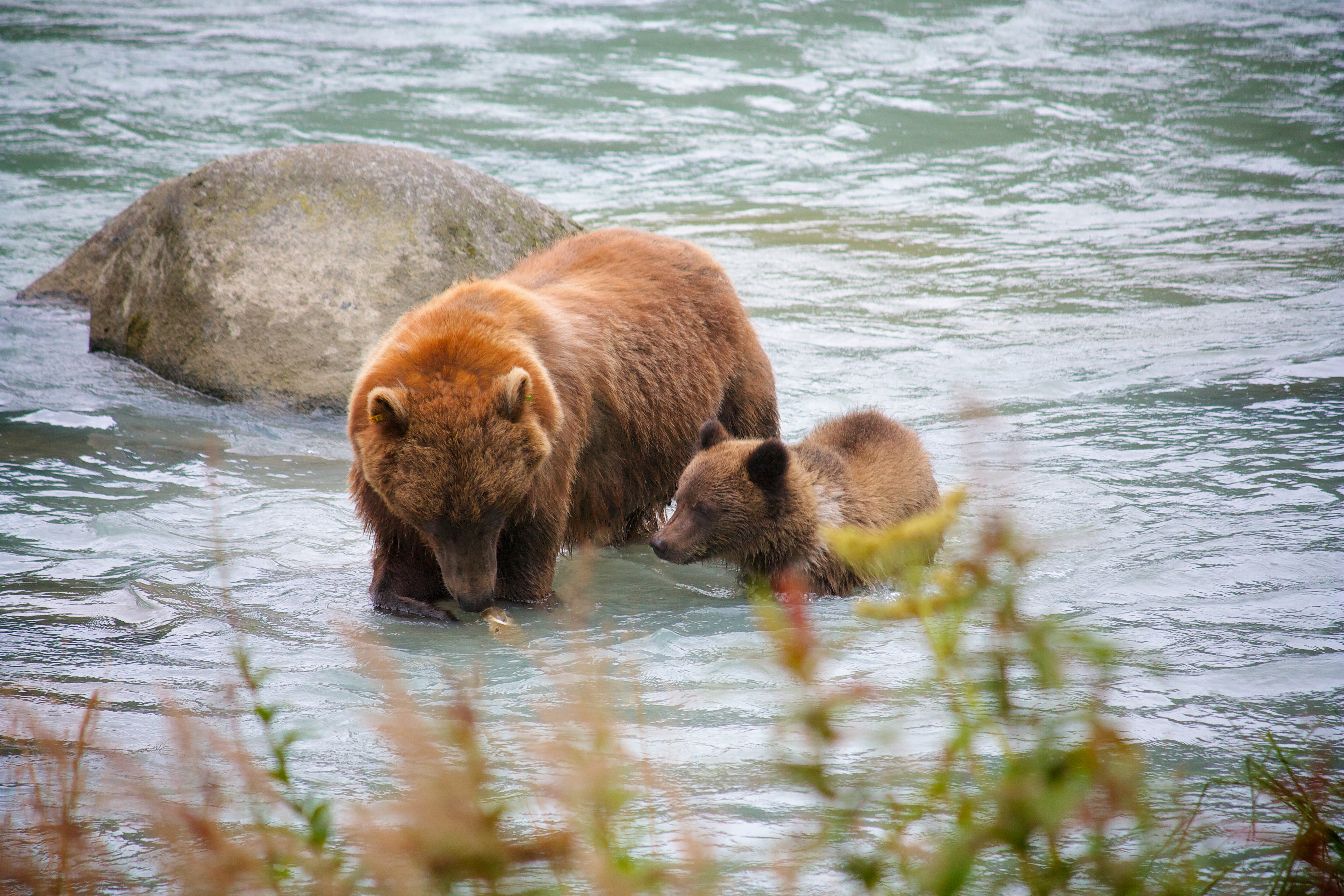 bear, River, Salmon, Fish, Cub, Baby Wallpaper