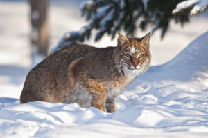 big, Cats, Lynx, Snow, Animals