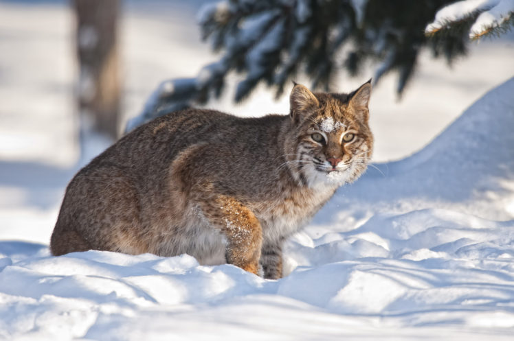 big, Cats, Lynx, Snow, Animals HD Wallpaper Desktop Background