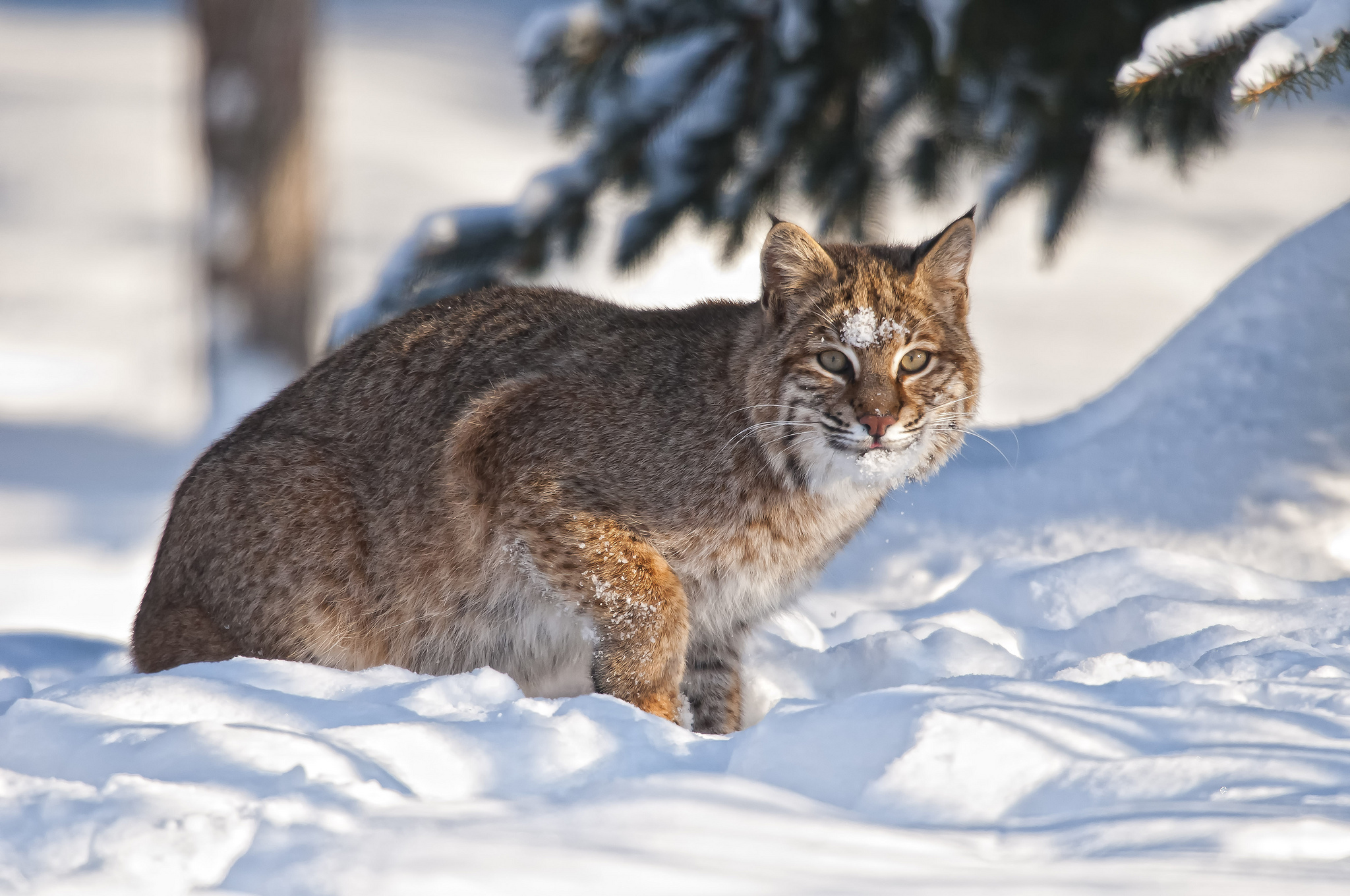big, Cats, Lynx, Snow, Animals Wallpaper