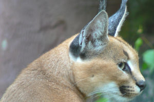 caracal, Profile