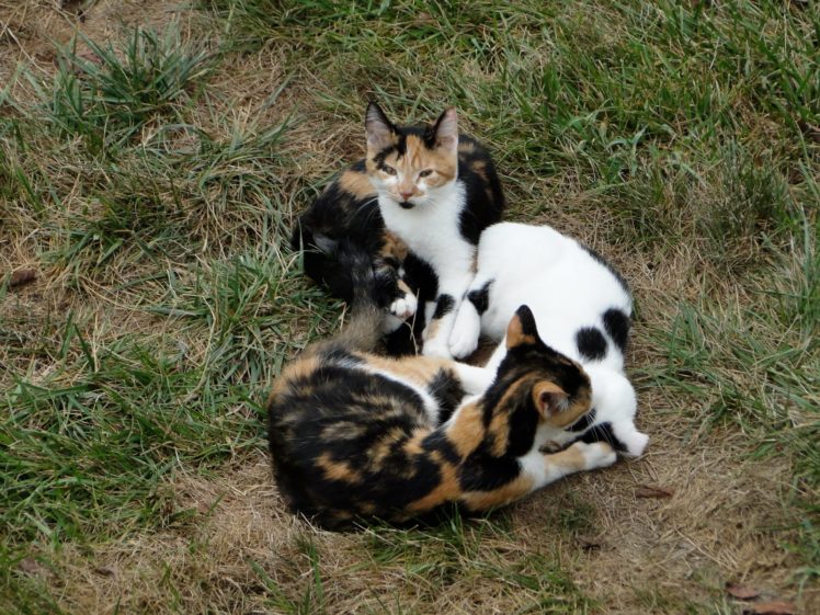 cat, Feline, Cats, R, Jpg HD Wallpaper Desktop Background