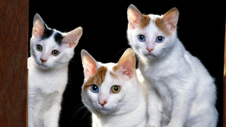 cat, Feline, Cats, Kitten, Baby HD Wallpaper Desktop Background