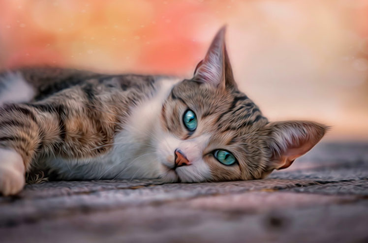 cat, Pose, Blue, Eyes HD Wallpaper Desktop Background