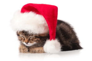 cats, Christmas,  , New, Year,  , Winter, Hat, Animals, Kitten