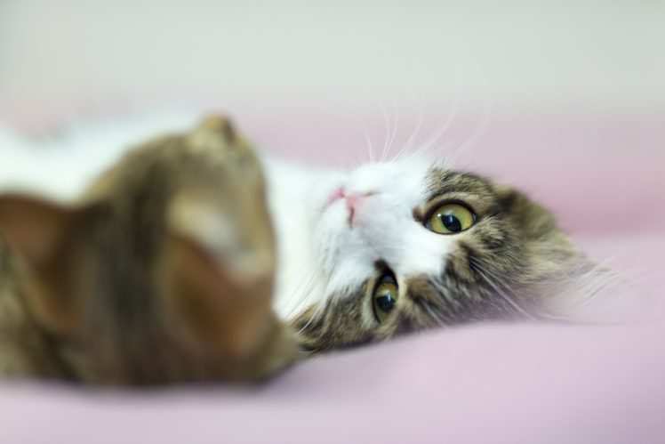 cats, Glance, Animals HD Wallpaper Desktop Background