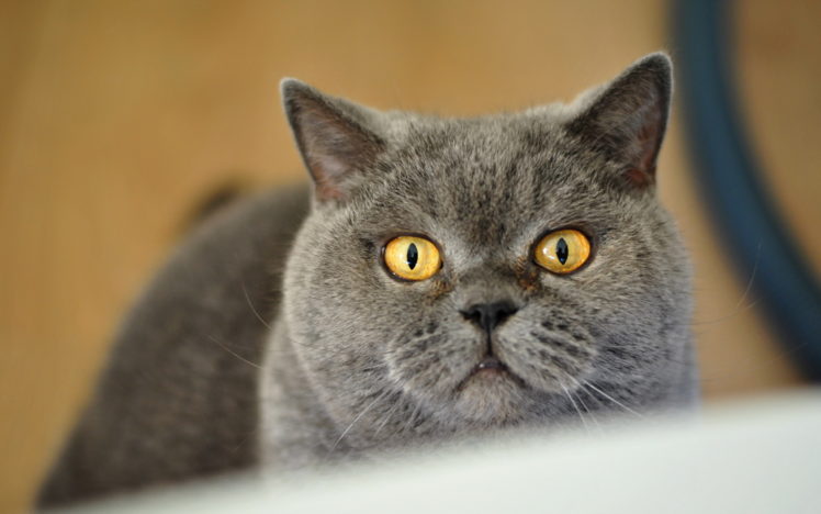 cats, Glance, Grey, Snout, Animals HD Wallpaper Desktop Background