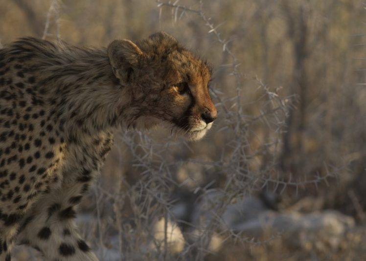 cheetah, Wild, Cat, Face, Profile HD Wallpaper Desktop Background